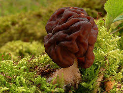 Attēlu rezultāti vaicājumam “Gyromitra”
