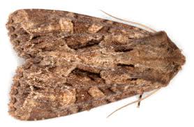 Attēlu rezultāti vaicājumam “Apamea remissa”