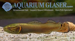 Image result for Amia calva