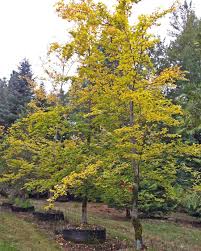 Attēlu rezultāti vaicājumam “Fagus sylvatica”