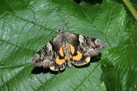 Attēlu rezultāti vaicājumam “Catocala fulminea”