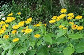 Image result for Telekia speciosa