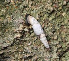 Attēlu rezultāti vaicājumam “Clausiliidae”