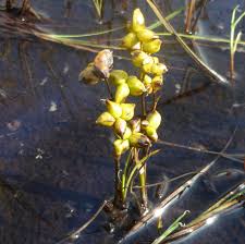 Attēlu rezultāti vaicājumam “Scheuchzeriaceae”