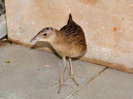 Image result for Crex crex