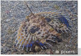 Image result for Dactylopterus volitans