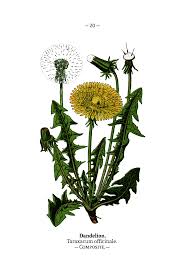 Attēlu rezultāti vaicājumam “Taraxacum”