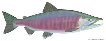 Image result for Oncorhynchus keta