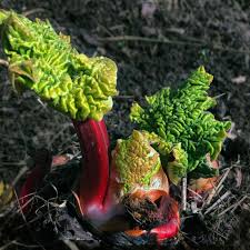 Attēlu rezultāti vaicājumam “Rheum rhabarbarum leaf”
