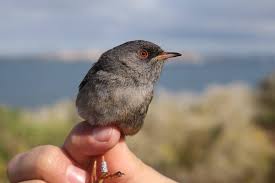 Image result for Sylvia sarda