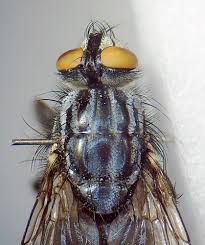 Attēlu rezultāti vaicājumam “Sarcophaga carnaria”