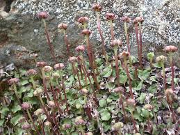 Attēlu rezultāti vaicājumam “Preissia quadrata”