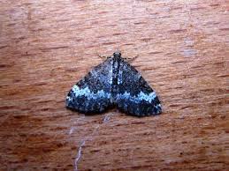 Attēlu rezultāti vaicājumam “Perizoma affinitata”