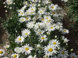 Image result for Chrysanthemum leucanthemum