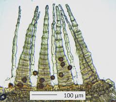 Attēlu rezultāti vaicājumam “Serpoleskea confervoides”