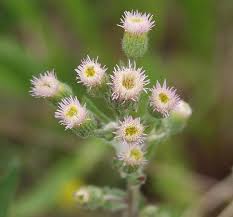 Attēlu rezultāti vaicājumam “Erigeron acris”