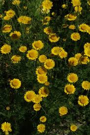 Image result for Anthemis tinctoria