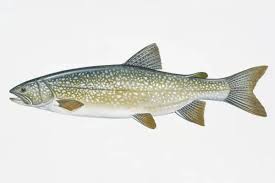 Image result for Salvelinus youngeri