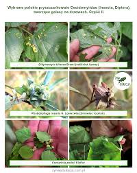 Attēlu rezultāti vaicājumam “Rhabdophaga rosaria”