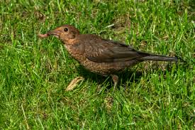 Attēlu rezultāti vaicājumam “Turdus merula juvenile”