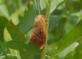 Attēlu rezultāti vaicājumam “Lasiocampa quercus imago”