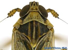 Attēlu rezultāti vaicājumam “Delphacidae”