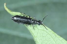 Attēlu rezultāti vaicājumam “Dasytes caeruleus imago”