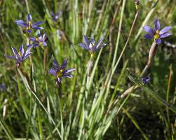 Attēlu rezultāti vaicājumam “Sisyrinchium montanum fruit”