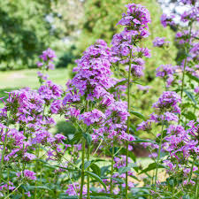 Attēlu rezultāti vaicājumam “Phlox paniculata”