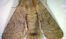 Attēlu rezultāti vaicājumam “Orthosia cerasi”