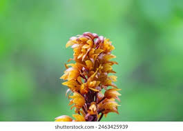 Attēlu rezultāti vaicājumam “Neottia nidus-avis flower”