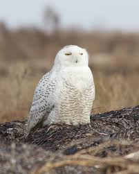 Image result for Bubo scandiacus