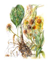 Image result for Inula helenium