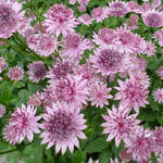 Image result for Astrantia majon `Abbey Road`