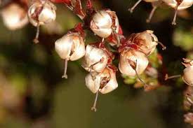 Attēlu rezultāti vaicājumam “Calluna vulgaris fruit”