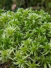 Attēlu rezultāti vaicājumam “Sphagnum”