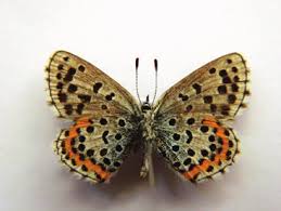 Attēlu rezultāti vaicājumam “Cribraria ferruginea macro”