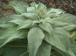 Attēlu rezultāti vaicājumam “Verbascum thapsus bud”