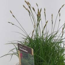 Attēlu rezultāti vaicājumam “Carex caryophyllea fruit”