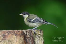 Attēlu rezultāti vaicājumam “Parus major”