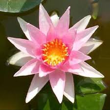 Attēlu rezultāti vaicājumam “Nymphaea candida leaf”