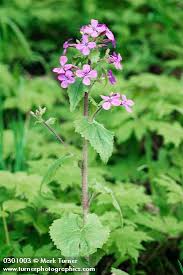 Image result for Lunaria annua