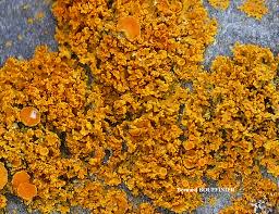 Attēlu rezultāti vaicājumam “Xanthoria candelaria”