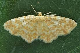 Attēlu rezultāti vaicājumam “Hydrelia flammeolaria”