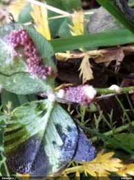 Attēlu rezultāti vaicājumam “Physarum ovisporum spores”