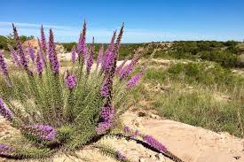 Image result for blazing vantoms