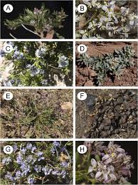 Attēlu rezultāti vaicājumam “Polygalaceae”