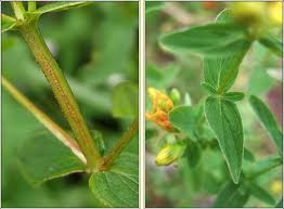 Attēlu rezultāti vaicājumam “Hypericum maculatum flower”
