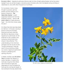 Image result for Hypericum perforatum