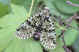 Attēlu rezultāti vaicājumam “Griposia aprilina”